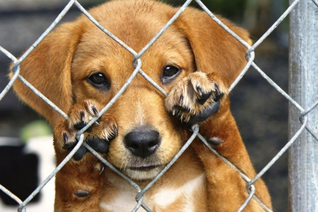 Grupo de adoção de animais